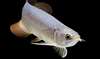 Poissons Asiatique Arowana et autres à vendre - photo 2