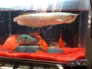 Poissons Asiatique Arowana et autres à vendre