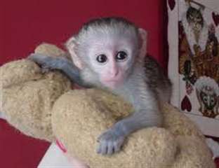 singe capucin m&#226;le et femelle pour adoption