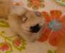 splendides chiots spitz nain allemand - photo 2