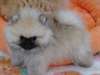 splendides chiots spitz nain allemand - photo 3