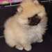 splendides chiots spitz nain allemand - photo 4