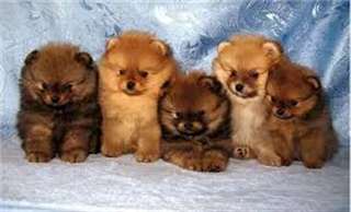 splendides chiots spitz nain allemand