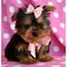 chiots types yorkshire terrier dispo - photo 1