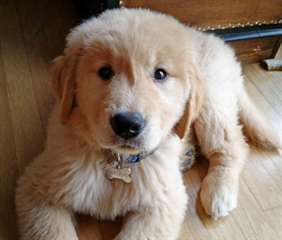 Chiot golden retriever