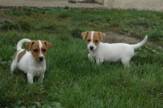 Chiots jack russel terrier