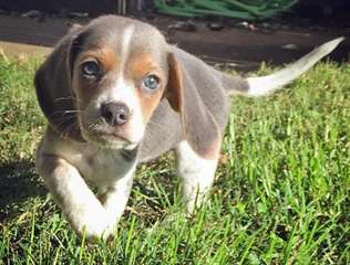 Chiot mâle beagle