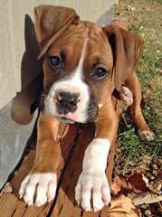 Chiots boxer mâle