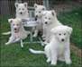 Type Berger blanc Suisse - photo 1