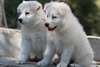 Type Berger blanc Suisse - photo 3