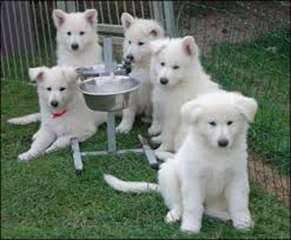Type Berger blanc Suisse
