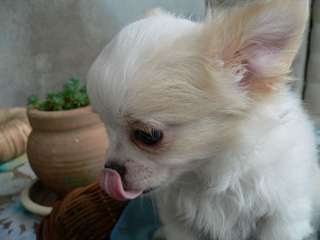 adorable chiot chihuahua