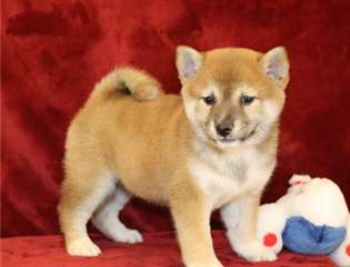 adorable shiba inu