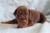 Superbes chiots dobermann - photo 2