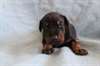 Superbes chiots dobermann - photo 3