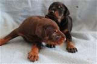 Superbes chiots dobermann