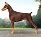 chiots mâles type dobermann - photo 1