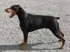 chiots mâles type dobermann - photo 2