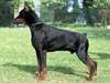 chiots mâles type dobermann - photo 3