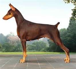 chiots mâles type dobermann