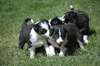 Border Collie - photo 1