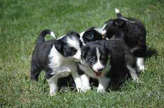 Border Collie