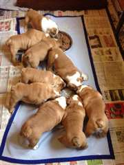 Bulldog Anglais