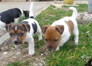 Chiots jack russell terrier