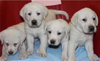 Merveilleux chiots labrador blanc disponible Merve