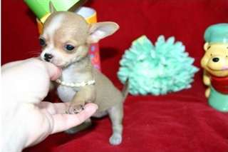 Superbe chiots chihuahua Superbes  chihuahua poil