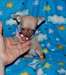 chihuahua - photo 1