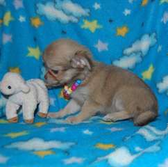 chihuahua