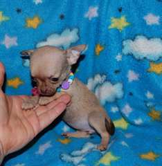 chihuahua