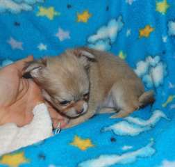 chihuahua