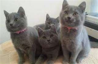 Adorables chatons type chartreux