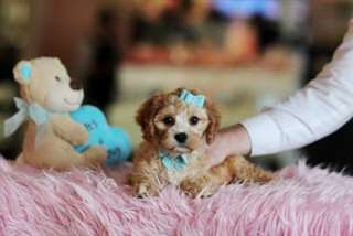 Chiots Cavalier King Charles De Pure Race