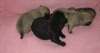 superbes chiots de race carlin a vendre - photo 2