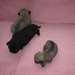 superbes chiots de race carlin a vendre - photo 3
