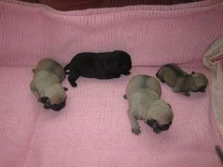 superbes chiots de race carlin a vendre