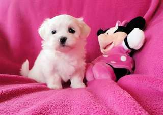 male and female maltes puppies for free adoption