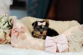 Chiots Yorkshire Terrier