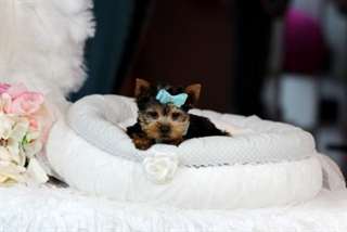 Chiots Yorkshire Terrier