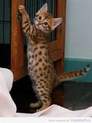 3 chatons Savannah pour adoption  J'ai 3 beaux cha
