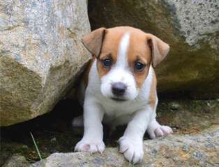 chiots jack russel disponible pour adoption  chiot