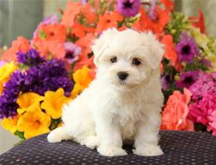 chiots maltais ont besoin d'une maison  Des sublim