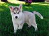 Des sublimes chiots siberien husky disponible  Mag - photo 1