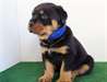 Chiots de rottweiler mâle et femelle - photo 1