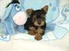 Les chiots Yorkshire Terrier - photo 3