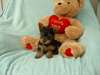 Les chiots Yorkshire Terrier - photo 2