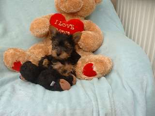 Les chiots Yorkshire Terrier